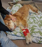 Fundraiser For Gus - Sticker